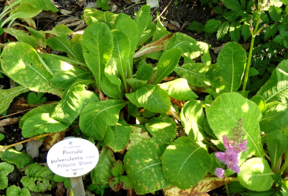 Primula pulverulenta - Botanischer Garten, Frankfurt am Main - DSC03347