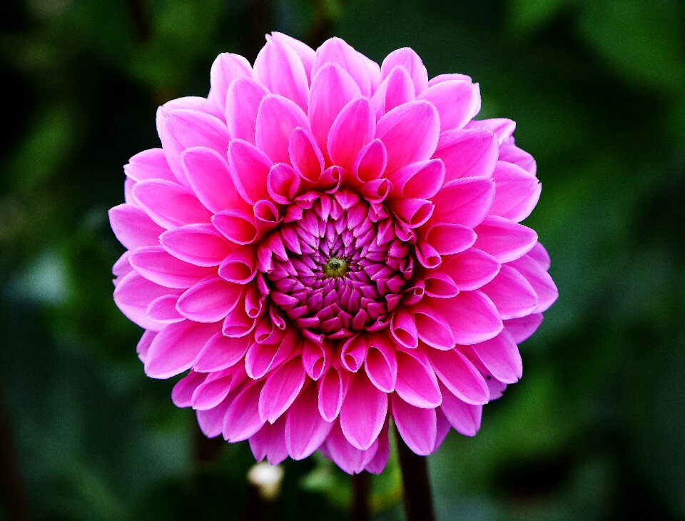 Flower pink asteraceae