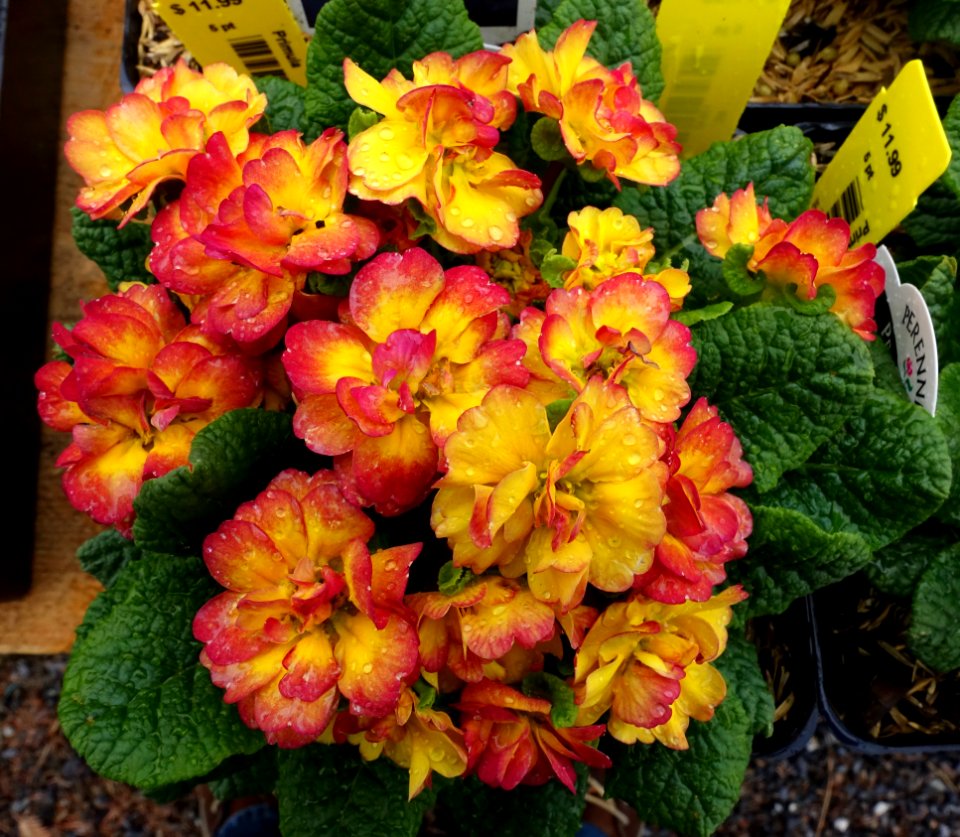 Primula vulgaris 'Belarina Nectarine' -DSC06481