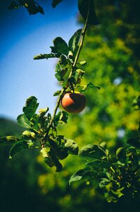 Apple flower fruit fruitful apple tree