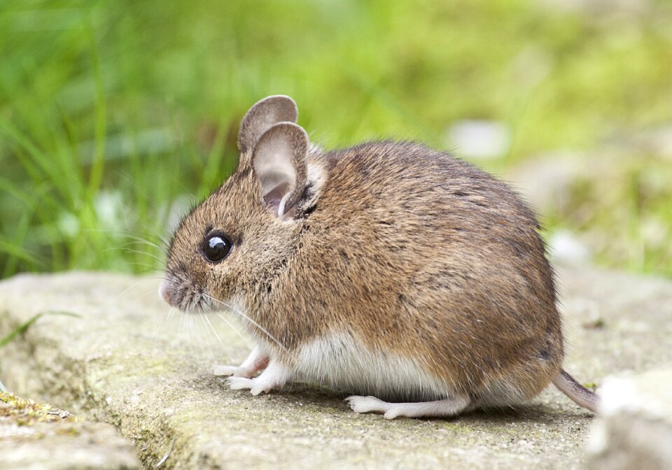 Nature rodent button eyes