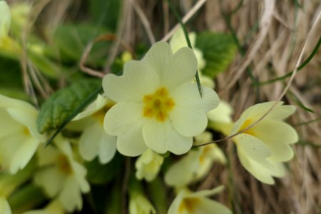 Primulaceae-2