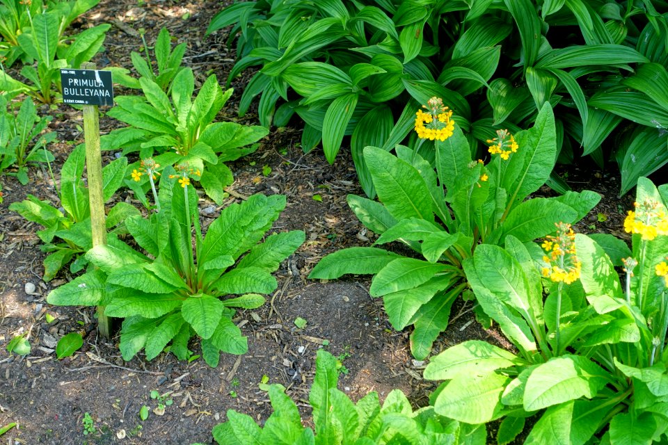 Primula bulleyana - Savill Garden - Windsor Great Park, England - DSC06440