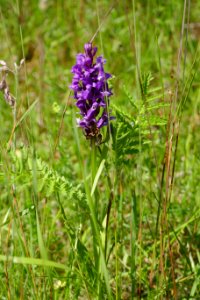 Preußische Velmerstot - Blumenwiese - 3