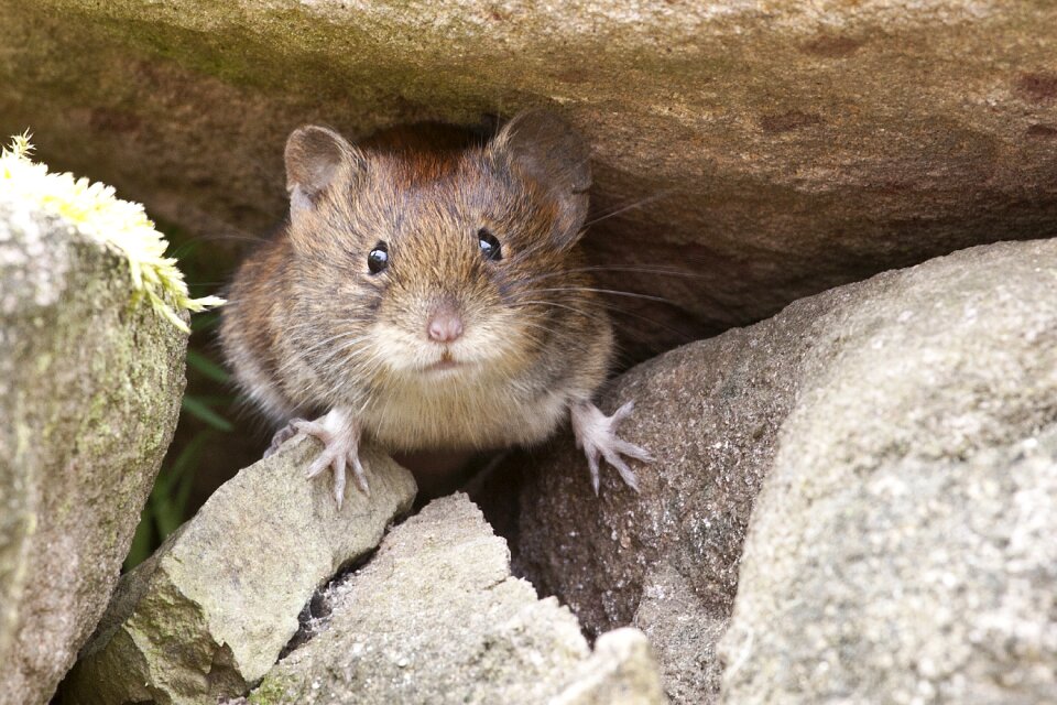 Mouse nature button eyes