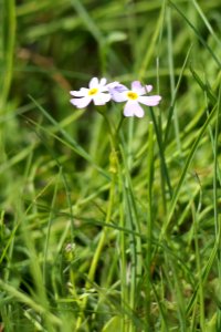 Primula nutans Simo 20210613