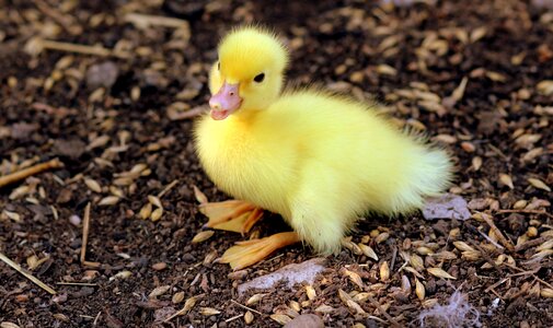 Fluffy chicken small photo