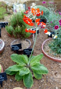 Primula cockburniana - RHS Garden Harlow Carr - North Yorkshire, England - DSC01507