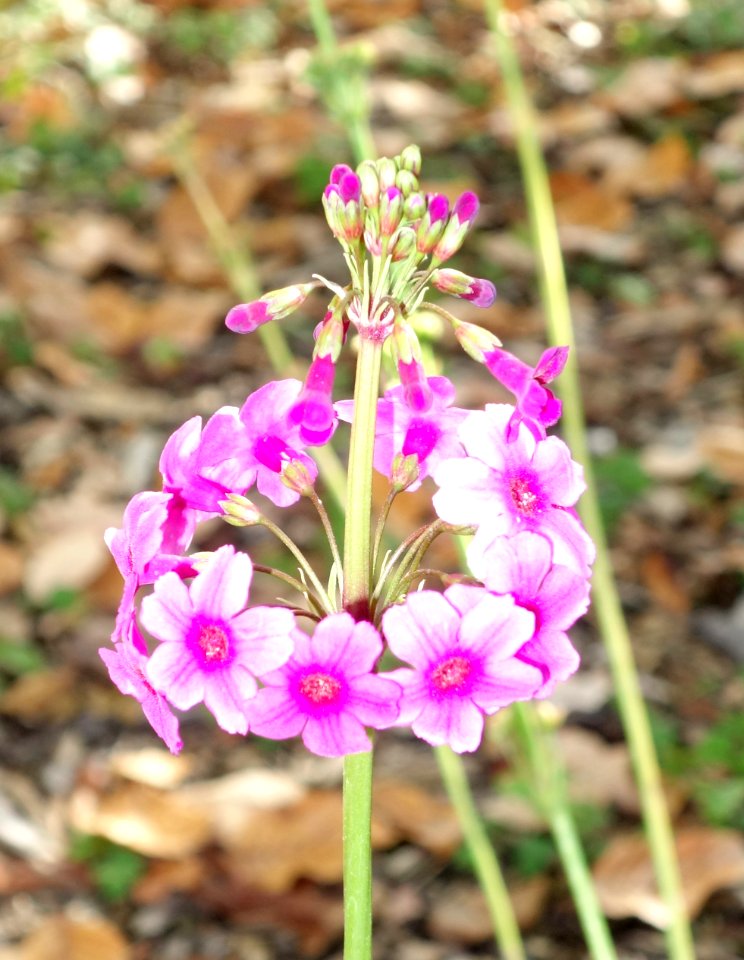 Primula poissonii - Quarryhill Botanical Garden - DSC03730