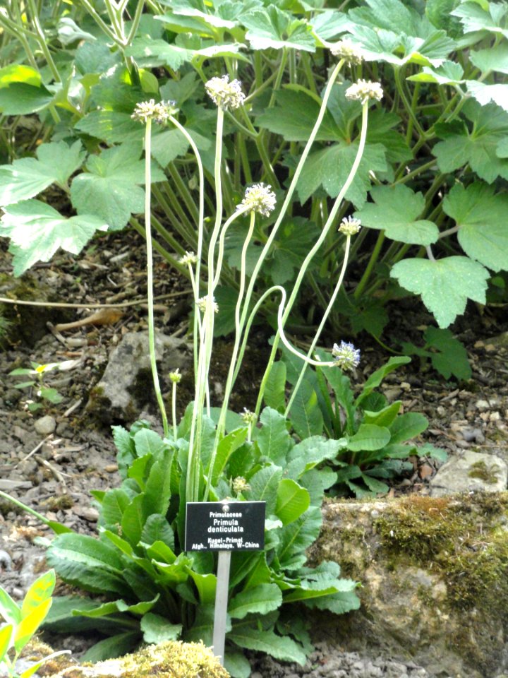 Primula denticulata - Botanischer Garten Freiburg - DSC06455