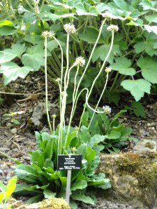 Primula denticulata - Botanischer Garten Freiburg - DSC06455 photo