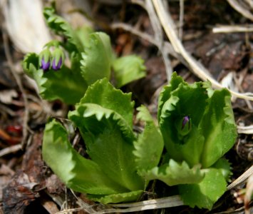 Primula cuneifolia in Mount Bessan 2008-06-10