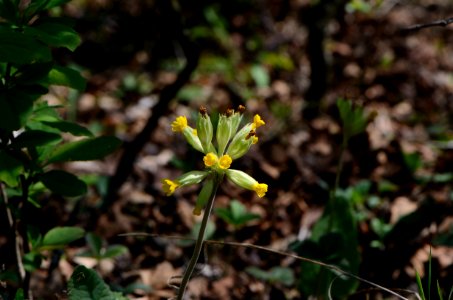 Primula veris flowering