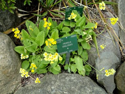 Primula uralensis - Copenhagen Botanical Garden - DSC07514