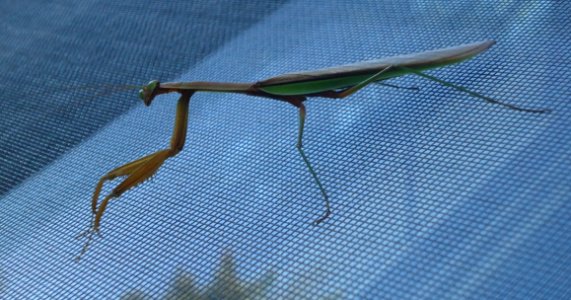 Preying mantis on a window in NJ photo