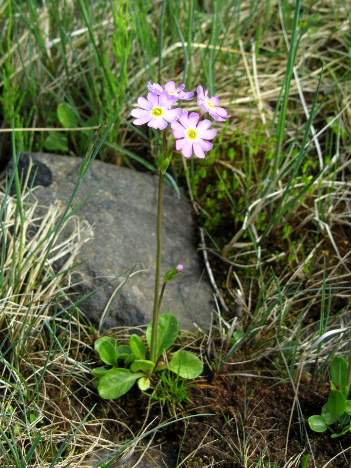 Primula nutans Simo, Finland 03.06.2013