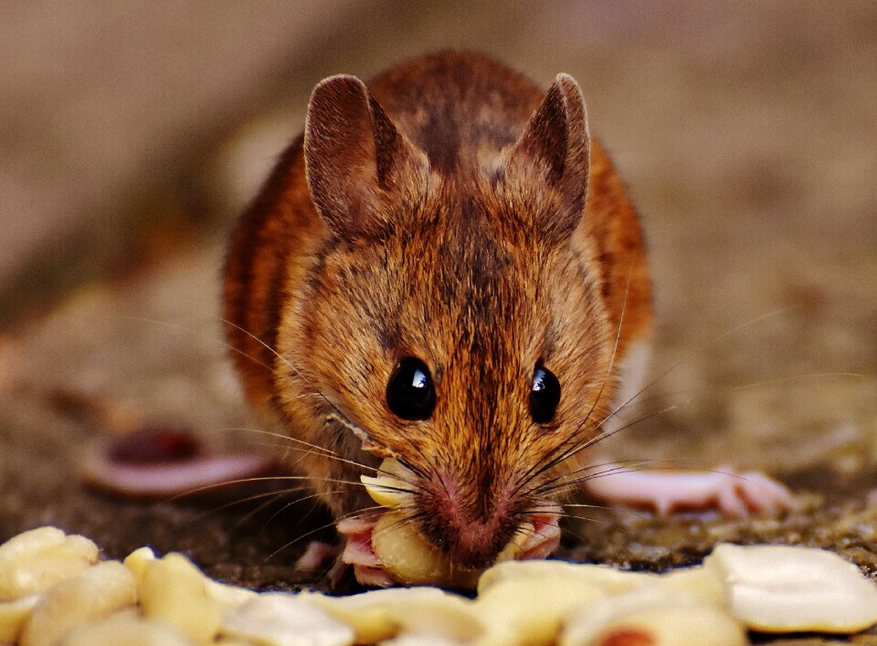 Mammal nager nature