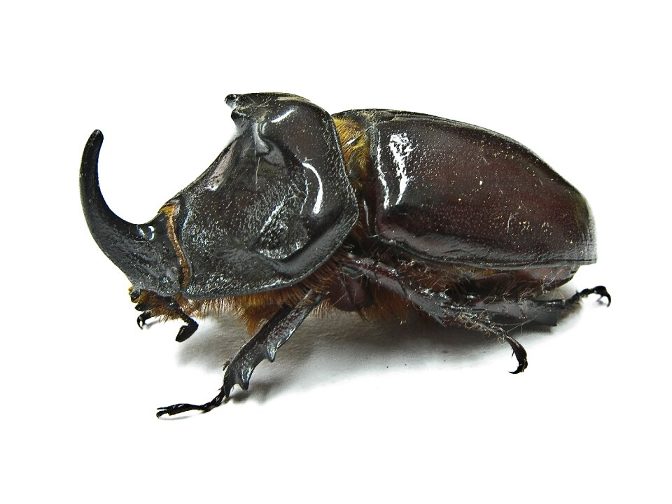 Rhinoceros beetle nature free