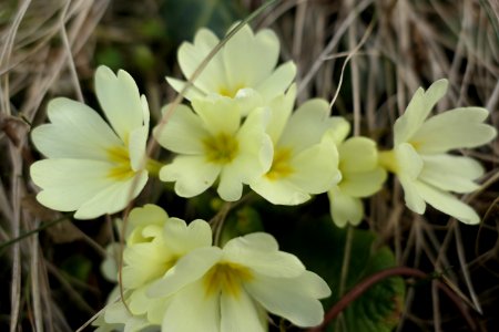 Primulaceae-1