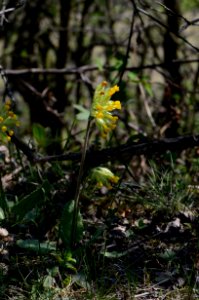Primula veris Habit
