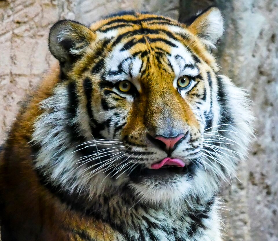Big cat amurtiger dangerous