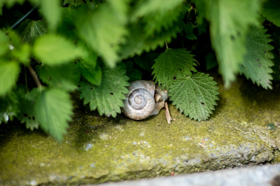 Snail nature Free photos