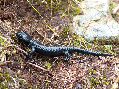 Real salamander animal amphibians