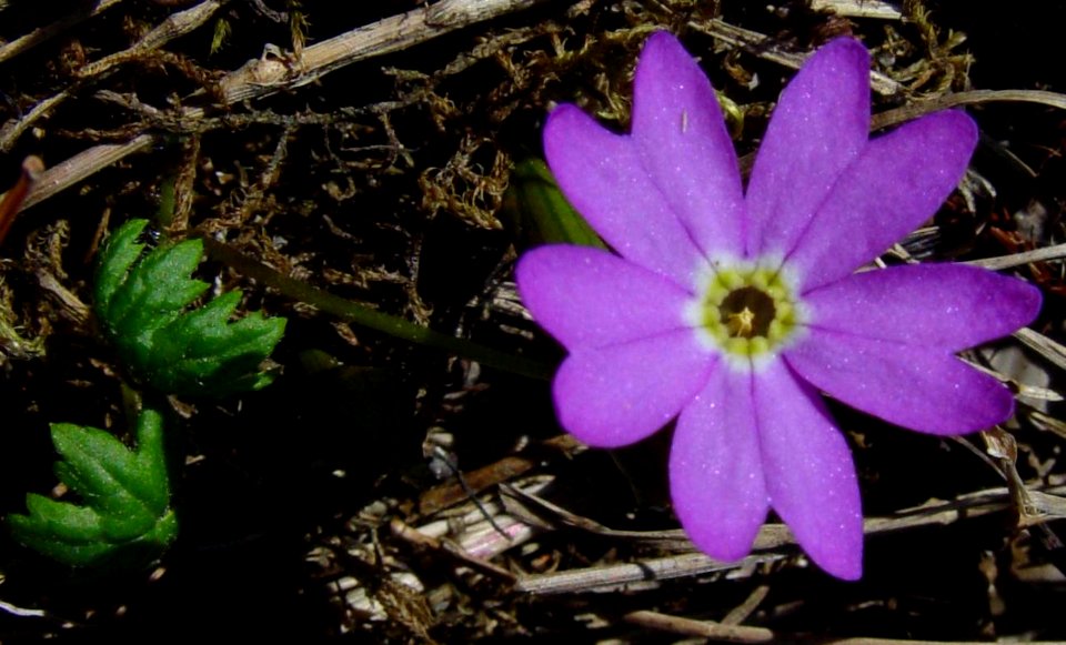 Primula kitadakensis in Mount Eboshi 2002-06-07