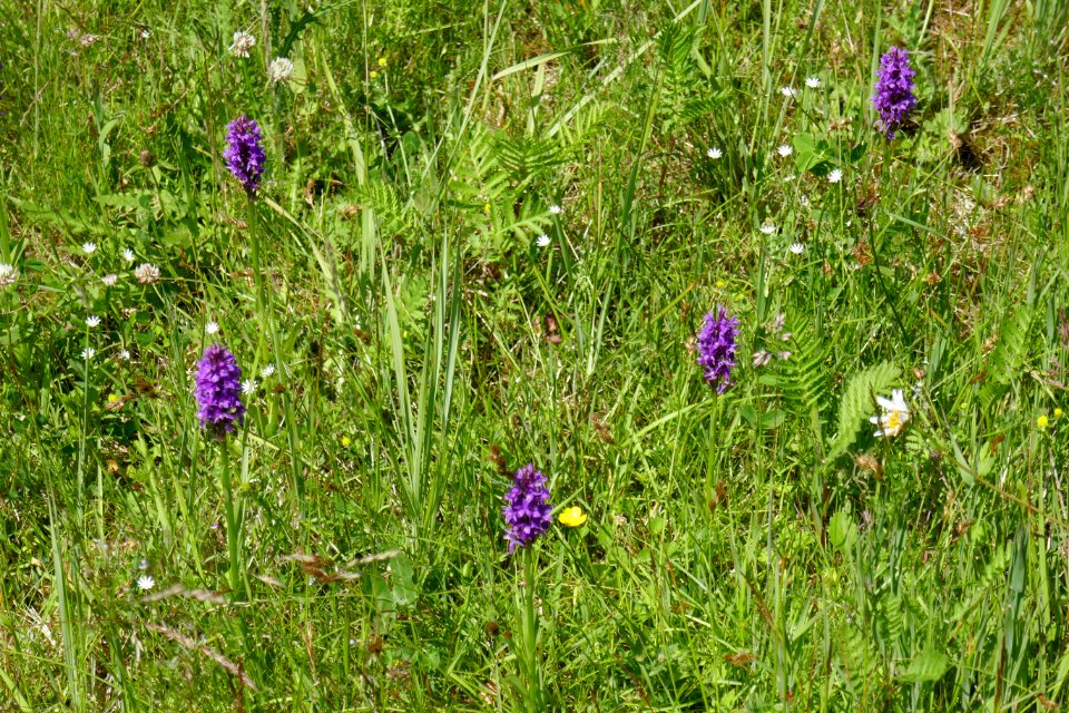 Preußische Velmerstot - Blumenwiese - 4