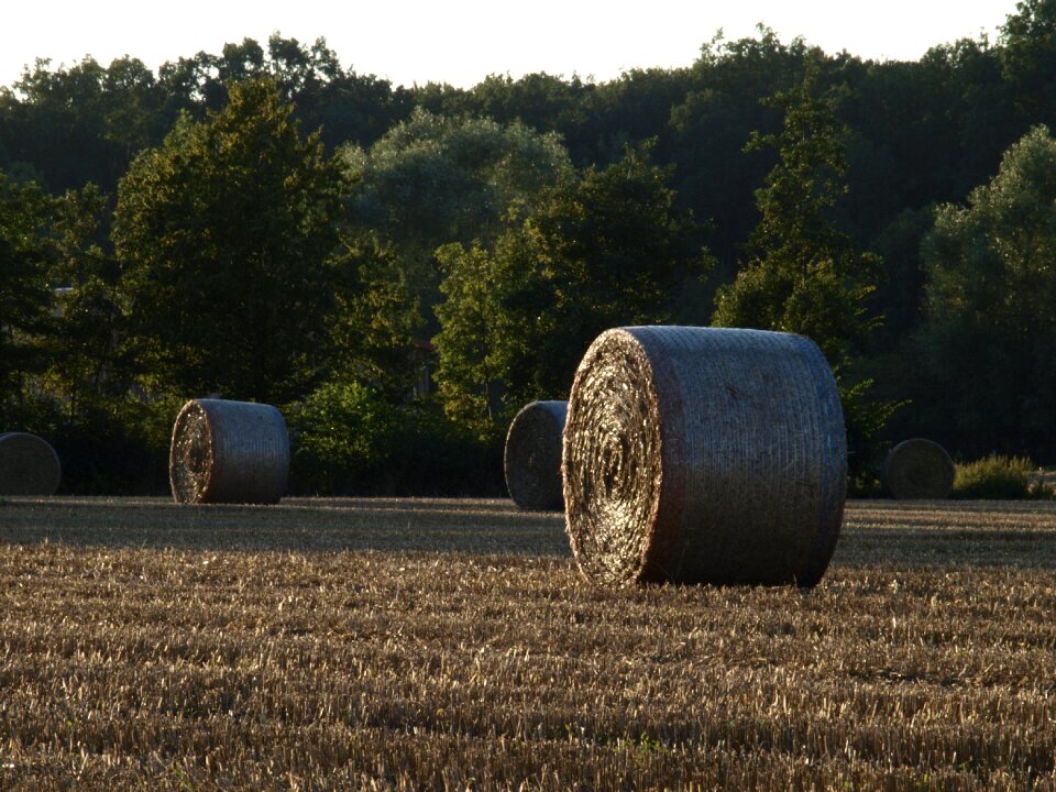 Straw agriculture round bales