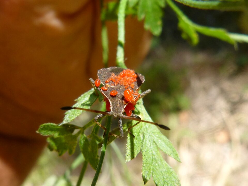 Parasites parasitized insect