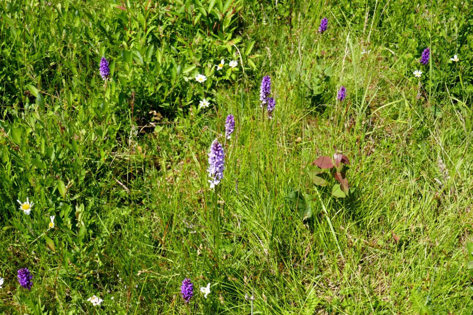 Preußische Velmerstot - Blumenwiese - 5