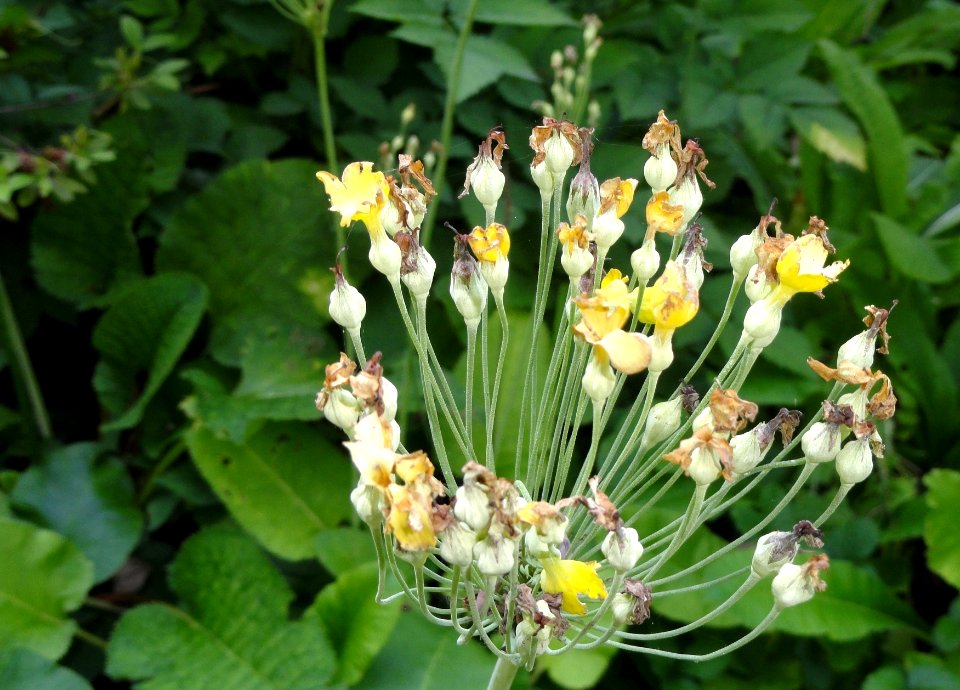 Primula sikkimensis - Botanischer Garten, Frankfurt am Main - DSC03360