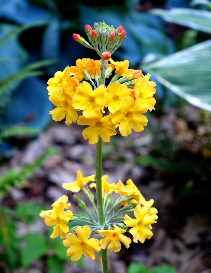 Primula bulleyana 'Ceperley Hybrid' - VanDusen Botanical Garden - Vancouver, BC - DSC06794