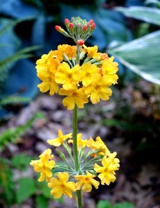Primula bulleyana 'Ceperley Hybrid' - VanDusen Botanical Garden - Vancouver, BC - DSC06794