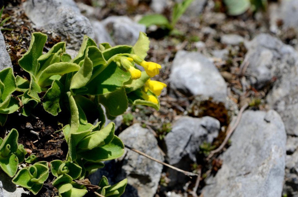 Primula auricula Anthese