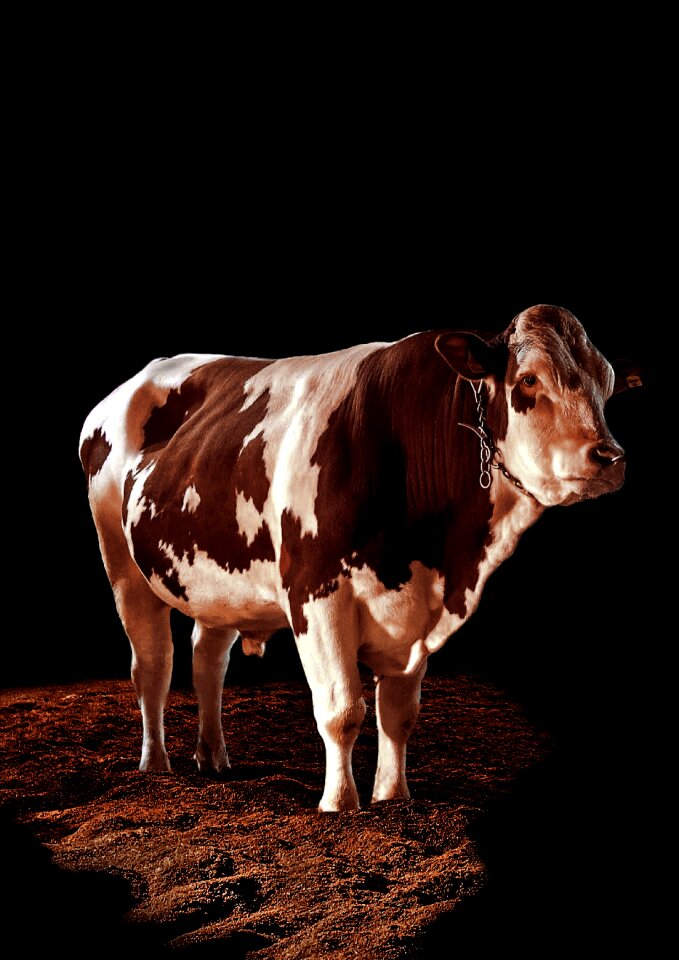 Spotlight agriculture cow