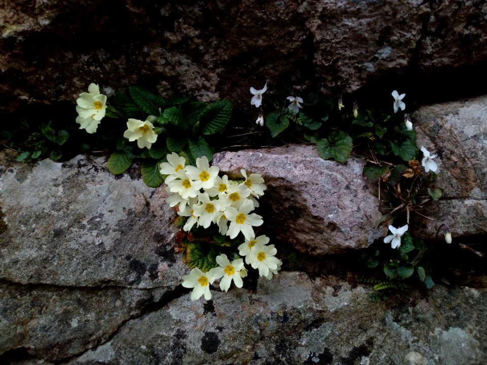 Primula L