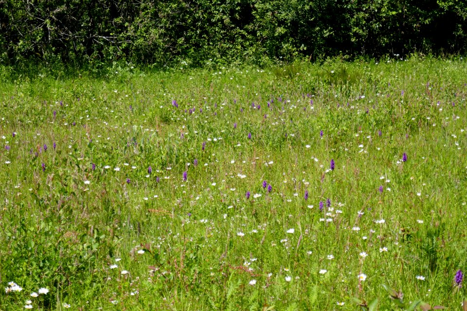 Preußische Velmerstot - Blumenwiese - 2