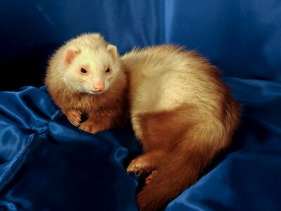 Ferret animal domestic