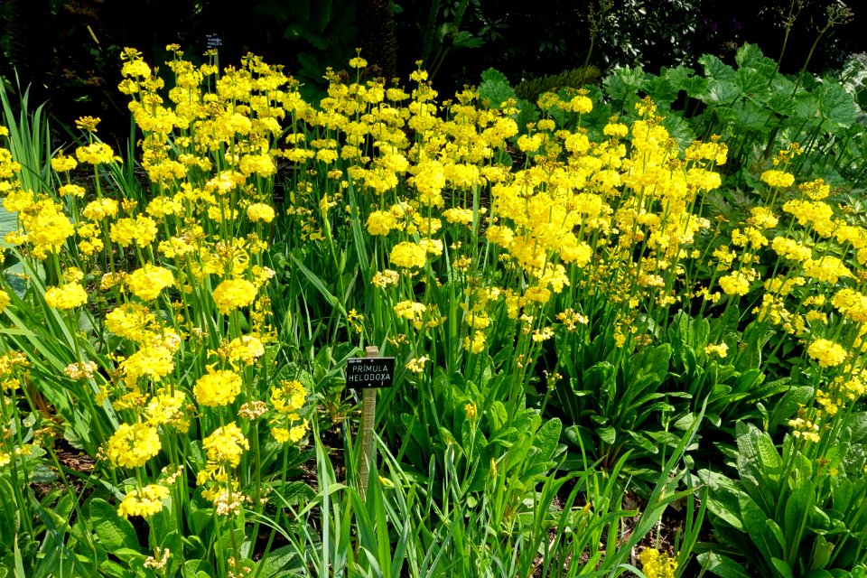 Primula helodoxa - Savill Garden - Windsor Great Park, England - DSC06424