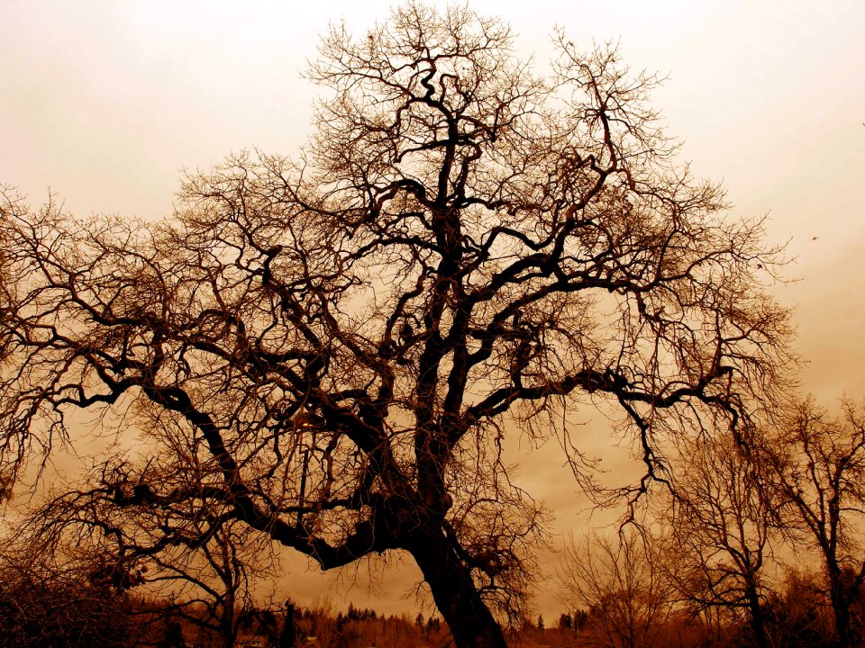 Bare oak tree big tree field