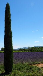 Lavender cultivation purple ornamental plant