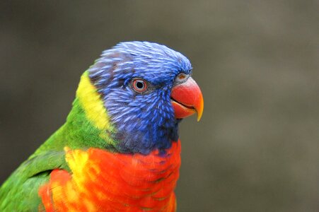 Bird zoo animals photo