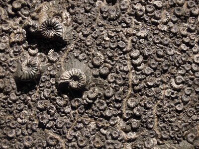 Fossil museum ammonite