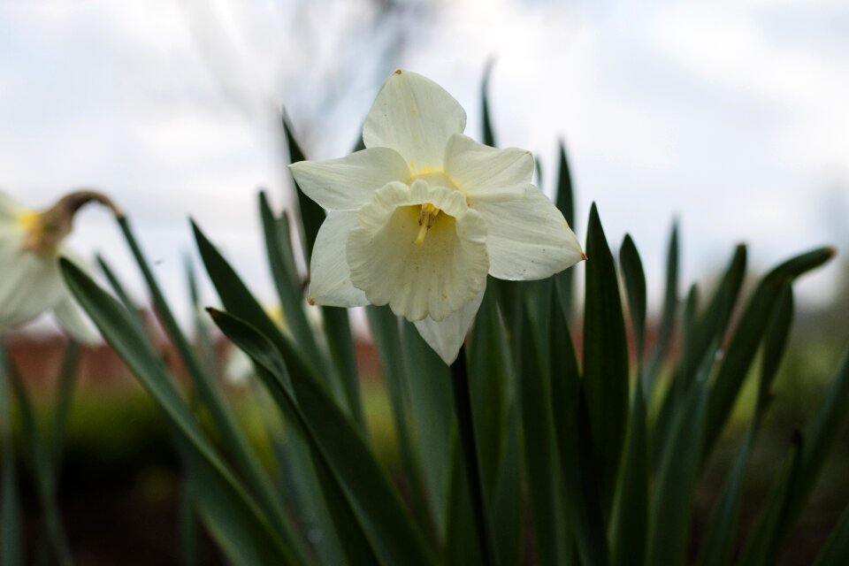Flowers spring nature