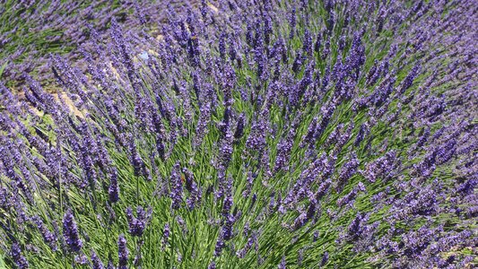 Bloom crop purple photo