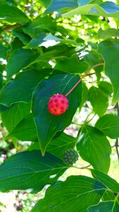Tree berries dogwood