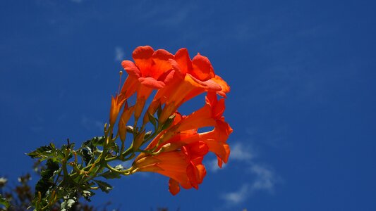 Orange campsis climbing trumpet