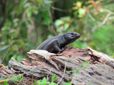 Nature reptile animal